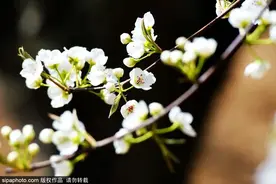 京城赏花！北京这几个地方梨花已开！花期不等人，快快约起来！图片