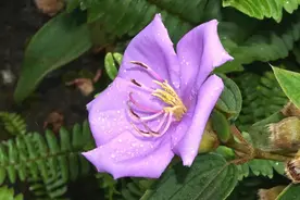 林草科普|中国野牡丹科植物图片