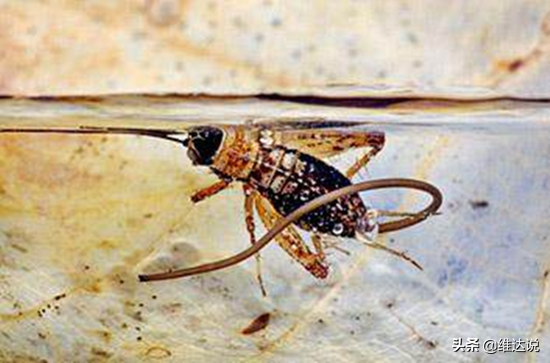 万万没想到，自然界那些诡计多端的寄生生物丝毫不逊色“寄生兽”