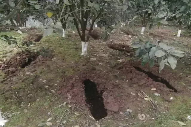 果树全营养“四肥”调理技术