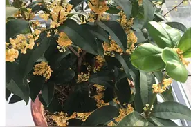 五个桂花品种中的佼佼者，四季花开，芬香四溢，居家养殖正合适图片