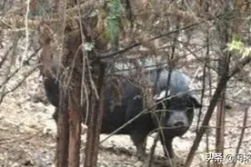 男子家无公猪，5头母猪都怀孕，看到生下的猪崽，男子被邻里嘲笑图片