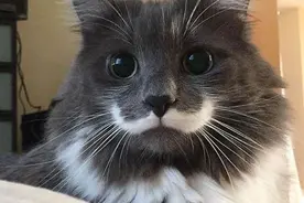 20只「出厂自带印记」的独特猫咪图片