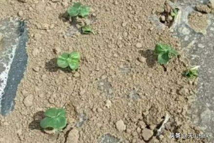 出苗期的棉花应该怎么管？