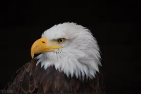 「以小见大」美国人的自由到底是什么自由？图片