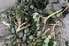 继续讲老桩叶软图片