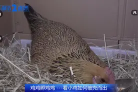 上百万人围观母鸡孵蛋！满满的幸福感，快来瞅瞅图片