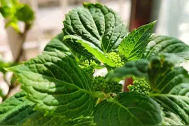 绣球花没花苞？晒太阳、给点肥，6月开出一个个漂亮大花球图片