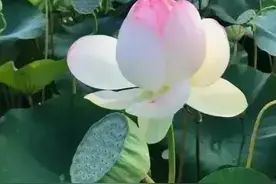 南阳隆中卧龙岗历史、文物、古迹链接印证：躬耕于南阳是史实真相图片