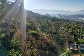 我爰红豆杉图片