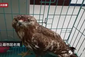盘点│史上最憋屈的鹰，萌化了的豹猫，让民警崩溃的“四不像”和200斤的大鸵鸟…图片