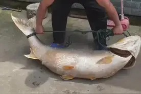湖北、上海接连钓出百斤鳡鱼王，网友：危害太大，不能放图片