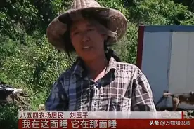 黑龙江女子跟蛇群同睡一张床，20条大蛇无数小蛇，为什么不攻击她图片
