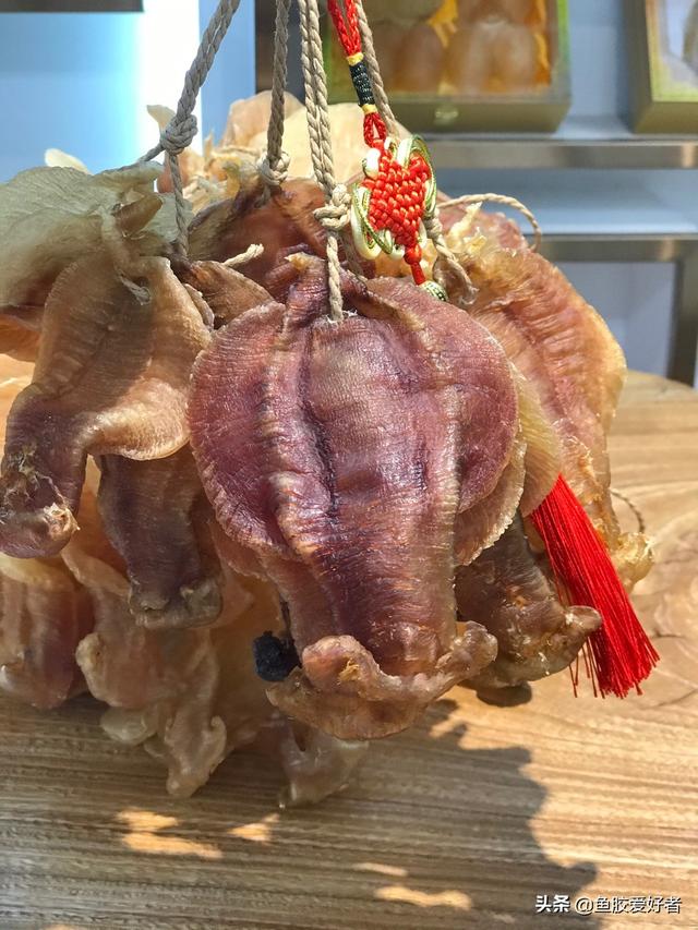 花胶肚 花胶肚是什么东西