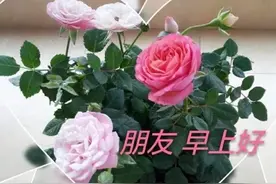 最难猜是人心，最凉薄也是人心。社会在改变，人心更会变，早安图片