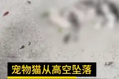 猫主人注意！广东深圳宠物猫高空坠落砸断树枝身亡图片