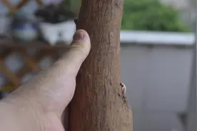 云南一种不起眼的棍子，竟是调味品，吃米线时刮点，有水果香图片