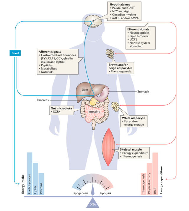 特别推荐：近期你应该更新的15000字肥胖知识