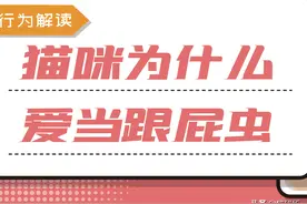 连上厕所也要跟着...猫咪是怎么想的？图片