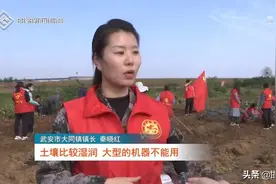 武安大同镇：助农秋收解民忧 真情帮扶暖民心图片