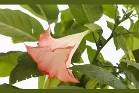 “蒙汗药”的配方原来如此简单，解药随处可见，你真的了解吗？图片