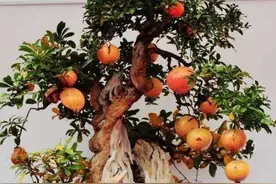 想养好盆栽石榴，4个要点别忽视，夏季花红似火，秋后果实挂满盆图片