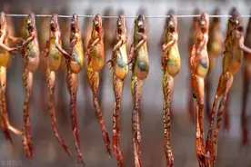 中国林蛙流入市场，野生蛙被滥捕，注定走上“不归路”？图片