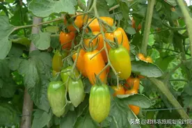 如何申请农业补贴项目？图片