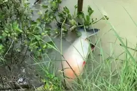 广州男子河边钓起淡水白鲳，误以为是食人鱼，看着鱼跑了都不敢抓图片