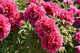 曹州百花园，国色天香花盛开图片