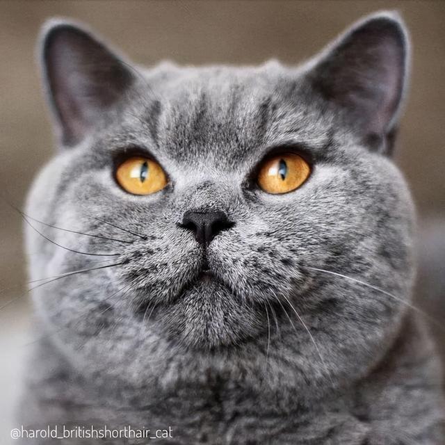 英国短毛猫丨蓝猫