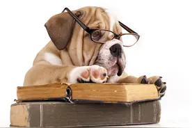 狗狗搞笑小段子：会说话的狗图片