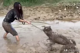 被哈士奇“逼疯”的铲屎官图片