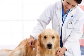 狗狗怀孕期间，主人应该如何照顾？图片