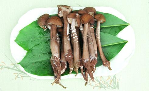 三十一种常见的菌类蘑菇图片