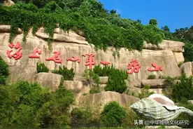 青岛印象之崂山茶图片