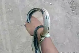 全村吃饭蛇已埋伏到位，野钓要想避免中招，这3种方法必不可少图片