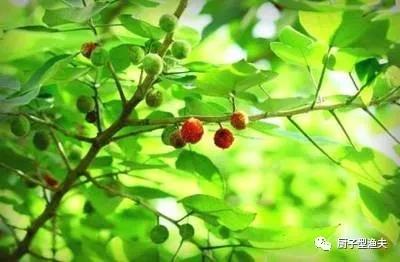 构树叶，在养殖中的利用，如何变废为宝