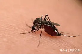 一只喝饱血蚊子的自我陈述图片