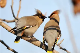 为什么价值千金的人参叫做“棒槌”？直呼其名真的会消失不见吗？图片