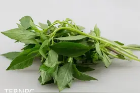神奇“调味品”，百搭之王-植物非试管高效快繁技术金不换图片