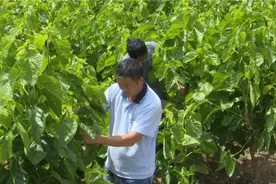 陕南这个小镇，贫困户们把小虫子做成了大产业图片