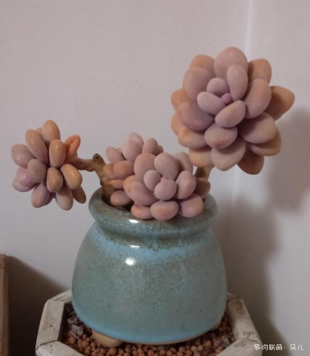 内蒙草原多肉植物(内蒙草原哪里比较好玩)-措必培