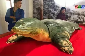 全世界最濒危的巨鳖，迎来了久违的好消息图片