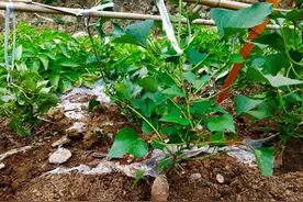农耕子：商洛惊现红薯搭架栽培，产量提高35%，有5大技巧图片