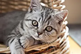 买猫时记住6个小窍门，避免踩雷，轻松买到心仪的猫图片