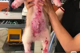不建议给狗吃红心火龙果图片