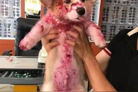 不建议给狗吃红心火龙果图片