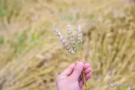 呕吐毒素项目对小麦收购分级定价的影响图片