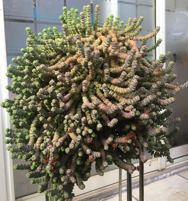 钱串子的养殖方法有哪些（多肉钱串怎么养注意2点）